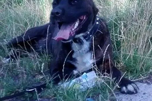 Bullowaty Ludwik szuka domu,  śląskie Rybnik