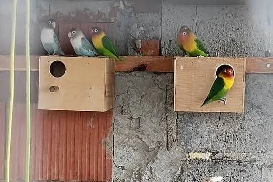 Papugi