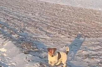 Jack russel terierr, Świętokrzyskie, Bieliny