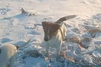 Jack russel terierr, Świętokrzyskie, Bieliny