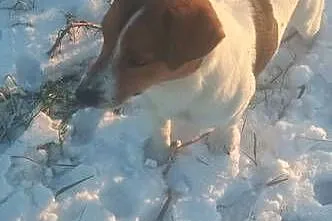 Jack russel terierr, Świętokrzyskie, Bieliny