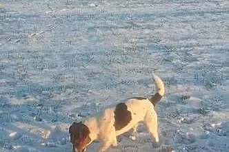 Jack russel terierr, Świętokrzyskie, Bieliny