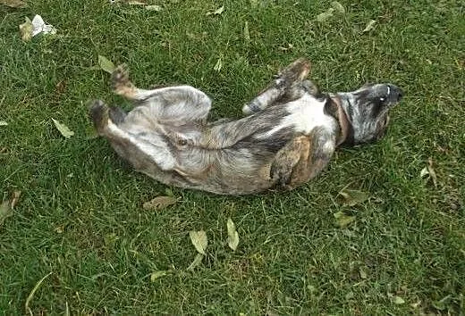 Do adopcji wspanialy, przyjacielski pies, łódzkie