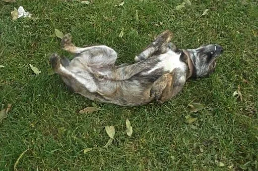 Do adopcji wspanialy, przyjacielski pies, łódzkie Tomaszów Mazowiecki