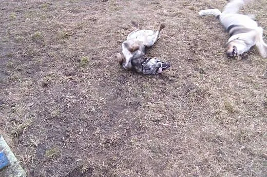 Do adopcji wspanialy, przyjacielski pies,  łódzkie
