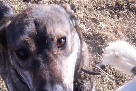 Do adopcji wspanialy, przyjacielski pies,  łódzkie