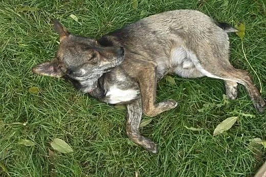 Do adopcji wspanialy, przyjacielski pies,  łódzkie