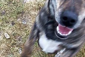 Do adopcji wspanialy, przyjacielski pies,  łódzkie