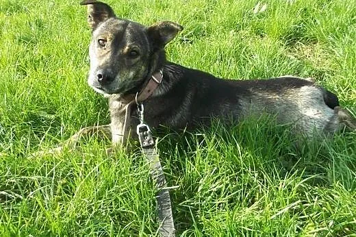 Do adopcji wspanialy, przyjacielski pies,  łódzkie