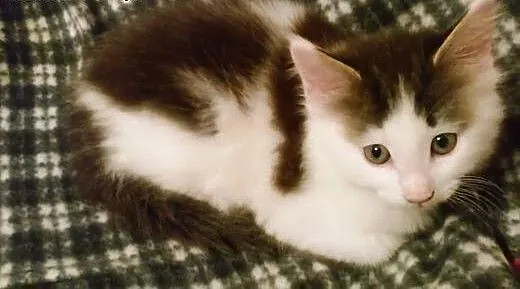 Prześliczny kocurek maine coon., małopolskie Krak