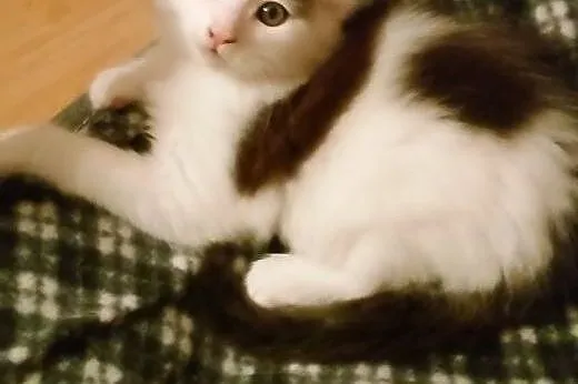 Prześliczny kocurek maine coon.,  małopolskie Krak