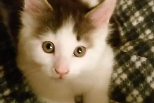 Prześliczny kocurek maine coon.,  małopolskie Krak