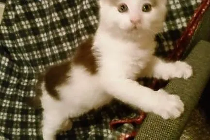 Prześliczny kocurek maine coon.,  małopolskie Krak