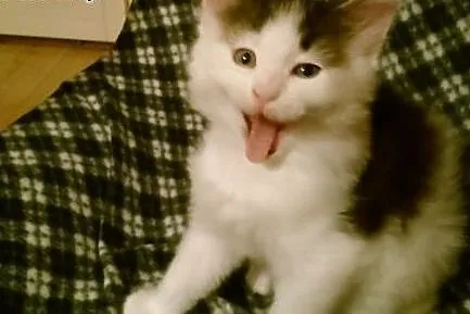 Prześliczny kocurek maine coon.,  małopolskie Krak