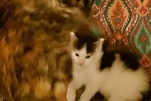 Prześliczny kocurek maine coon.,  małopolskie Krak