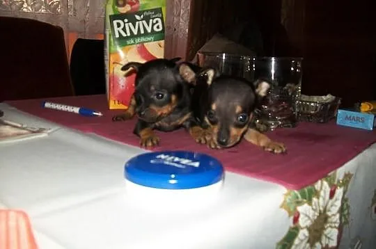RATLERKI MINIATURKI, kochane, maleńkie suczki