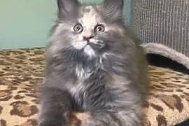 Maine Coon - Koteczka Kleopatra !