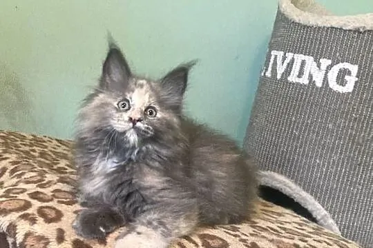 Maine Coon - Koteczka Kleopatra !, Dolnośląskie, Wińsko