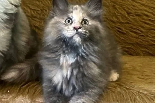 Maine Coon - Koteczka Kleopatra !, Dolnośląskie, Wińsko