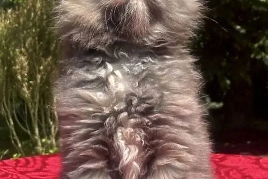 Maine Coon - Koteczka Kleopatra !, Dolnośląskie, Wińsko