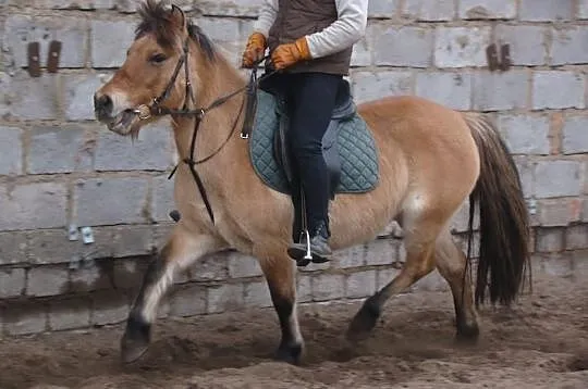 Klacz bułana, kuc, kucyk