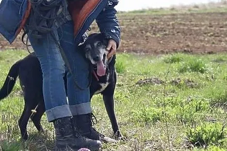 SIEKIERKA, ufna i łagodna sunia chce podarowac ser