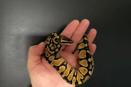 Pyton królewski Orange dream Pastel Fire poss het Clown