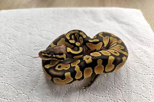 Pyton królewski Orange dream Pastel Fire poss het Clown, Mazowieckie, Makowiec