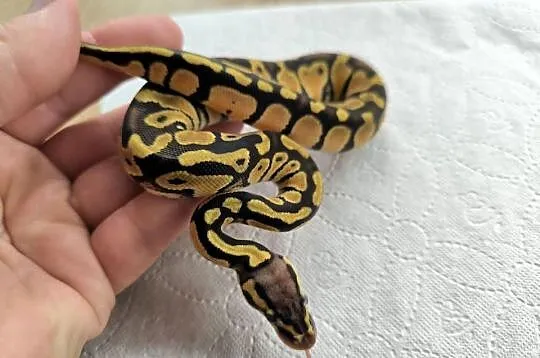 Pyton królewski Orange dream Pastel Fire poss het Clown, Mazowieckie, Makowiec