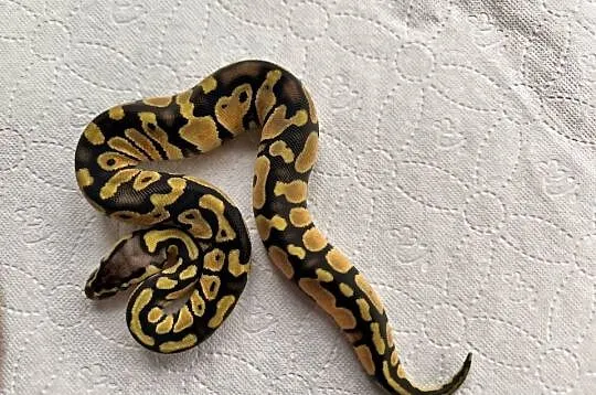 Pyton królewski Orange dream Pastel Fire poss het Clown, Mazowieckie, Makowiec