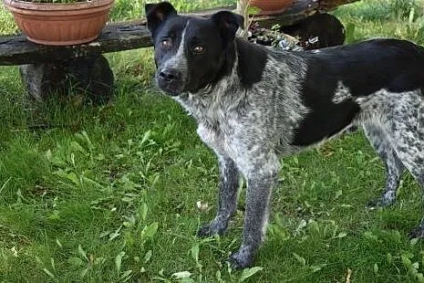 Hektor, cudny, porzucony piesek, szuka domku. ,  m