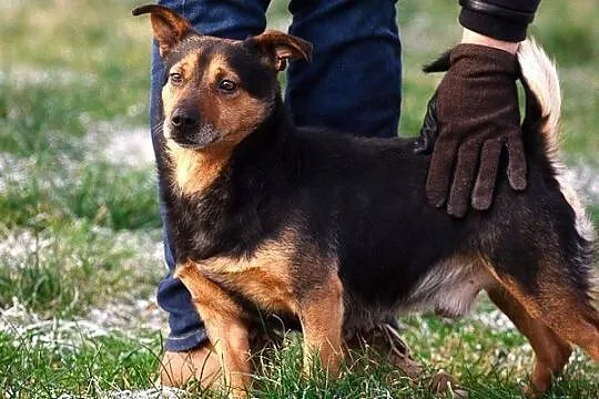 Hugo na krótkich łapkach :)