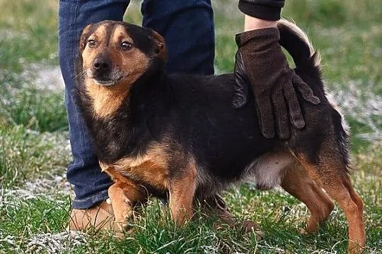 Hugo na krótkich łapkach :)