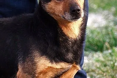 Hugo na krótkich łapkach :)