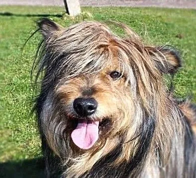 Pejsik - piękny kudłacz poleca się do adopcji, Podlaskie, Białystok