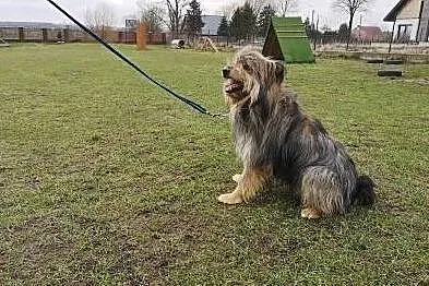 Pejsik - piękny kudłacz poleca się do adopcji, Białystok