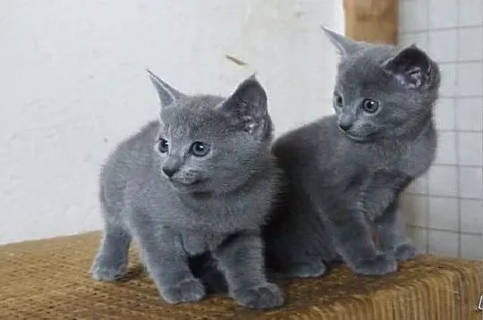 Piękne kocięta rosyjskie niebieskie gotowe