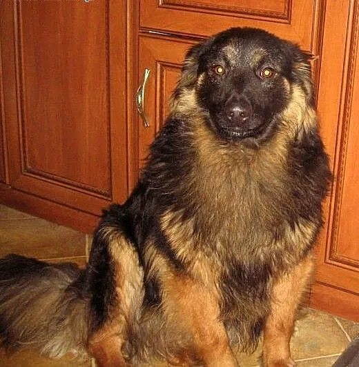 MAKS-mix owczarka,młody,przyjacielski,adopcja!!,
