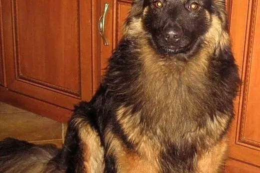 MAKS-mix owczarka,młody,przyjacielski,adopcja!!,  