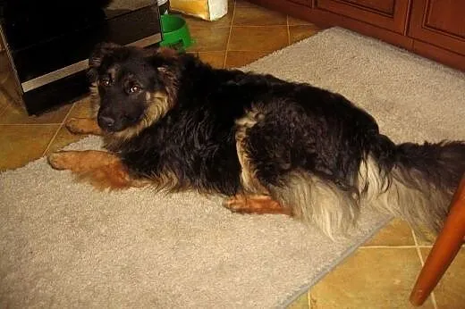 MAKS-mix owczarka,młody,przyjacielski,adopcja!!,  