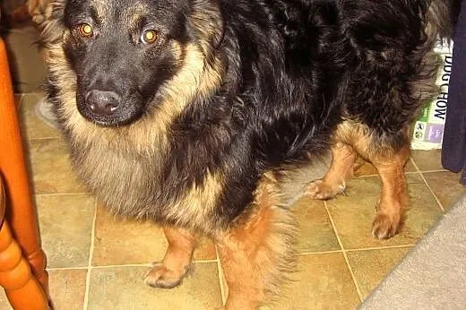 MAKS-mix owczarka,młody,przyjacielski,adopcja!!,  