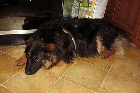 MAKS-mix owczarka,młody,przyjacielski,adopcja!!,  