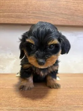 Hawańczyk Bichon Piękne zarejestrowane szczenięta na sprzedaż, Mazowieckie, Warszawa