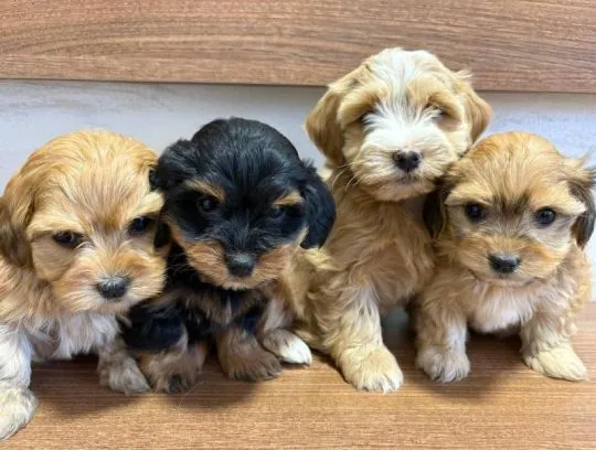Hawańczyk Bichon Piękne zarejestrowane szczenięta na sprzedaż, Mazowieckie, Warszawa