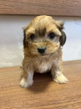 Hawańczyk Bichon Piękne zarejestrowane szczenięta na sprzedaż, Mazowieckie, Warszawa