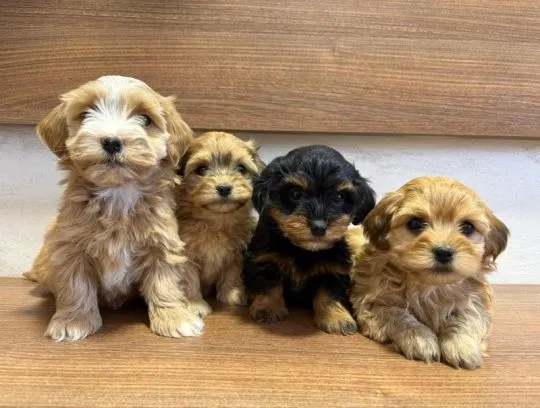 Hawańczyk Bichon Piękne zarejestrowane szczenięta na sprzedaż