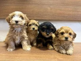 Hawańczyk Bichon Piękne zarejestrowane szczenięta na sprzedaż