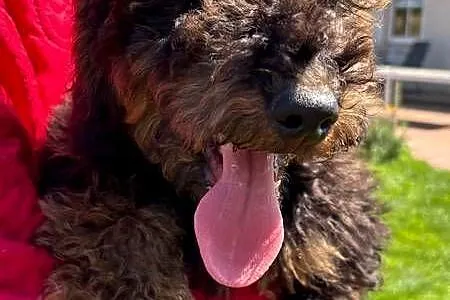 Samiec labradoodle mini f2 czarny, Zachodniopomorskie, Gryfice