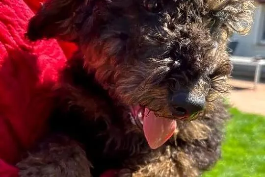 Samiec labradoodle mini f2 czarny, Zachodniopomorskie, Gryfice