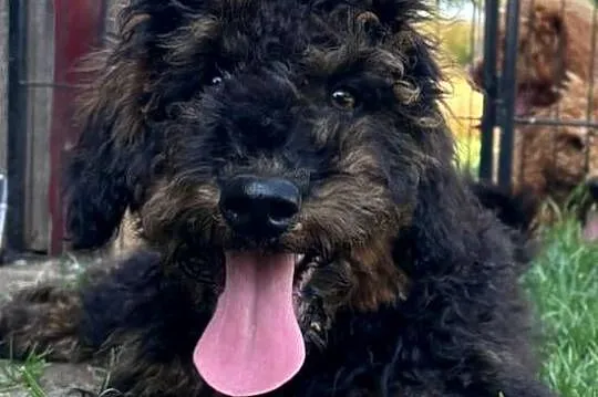 Samiec labradoodle mini f2 czarny, Zachodniopomorskie, Gryfice